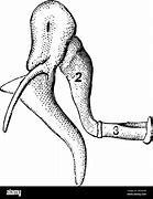 Image result for Ear Structure Hammer Stirrup Anvil