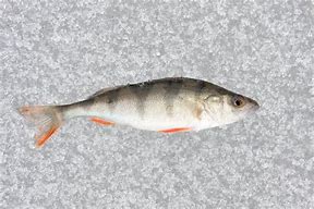 Image result for Small Perch