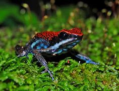 Image result for Hawaii Poison Dart Frog