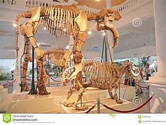 Image result for Giant Skeleton Brazil Museum