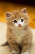 Image result for Cat Baby Cut