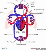 Image result for Label of the Circulatory System