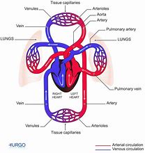 Image result for Circulatory System Blood Flow Diagram