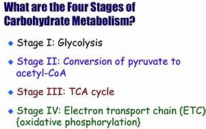 Image result for Energy Systems for Muscles