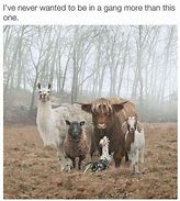 Image result for Feeding Farm Animals in Mud Meme