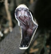 Image result for Black Mamba