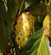 Image result for Noni Morinda Citrifolia