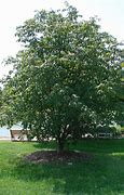 Image result for Trees in Kansas City Area