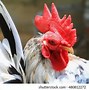 Image result for Serama Chicken Baby