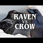 Image result for Crow V Raven