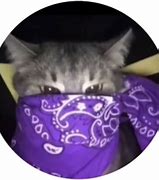 Image result for Cat with Bandana Meme PFP Blue