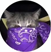 Image result for Light Pink Cat Bandana