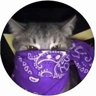 Image result for Green Cat PFP