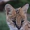 Image result for Serval Cat All Images