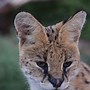 Image result for Serval Cat Lynx