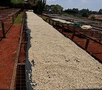 Image result for Kenya Coffee Farm