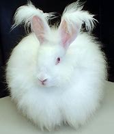 Image result for Angora Rabbit