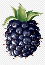 Image result for Free Clip Art Blackberries