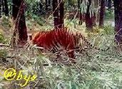 Image result for Javan Tiger Sightings