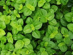 Image result for Creeping Mint Ground Cover