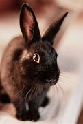 Image result for Siamese Satin Rabbit