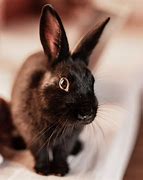 Image result for Black Satin Rabbit