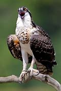 Image result for Hawk with Bird On Back