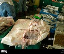 Image result for Whale Shark Meat