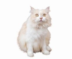 Image result for Persian Cat Background