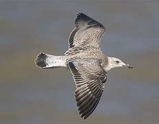 Image result for Juvenile Caspian Gull