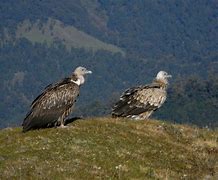 Image result for Himalayan Griffon Vulture