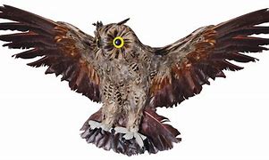 Image result for Flying Owl Prop