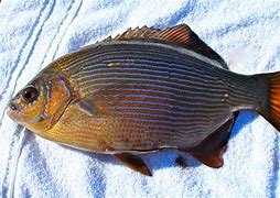 Image result for Saltwater Perch