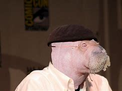 Image result for Albino Baby Walrus