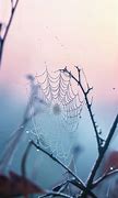 Image result for Spider Web Dew