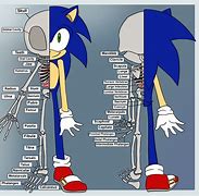 Image result for Sonic Anatomy