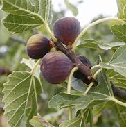 Image result for Ficus Carica Fig