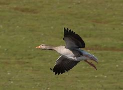 Image result for Greylag Goose Egg