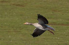 Image result for Greylag Goose Egg Roll