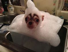 Image result for Dog Bath