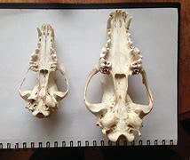 Image result for Wolf Skull vs Dog Skull