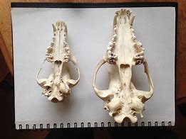 Image result for Coyote Skull Black and White