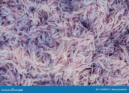 Image result for Krill Shrimp