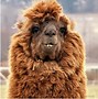 Image result for Alpaca Long Hair