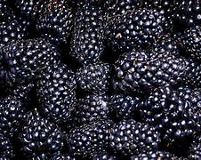 Image result for Organic Raspberry