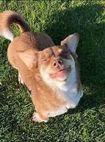 Image result for Durham Raw Dog Food