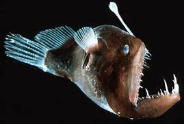 Image result for Angler Fish Teeth