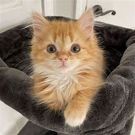 Image result for Red Ginger Cat