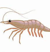 Image result for Krill School