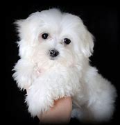 Image result for Adorable Maltese